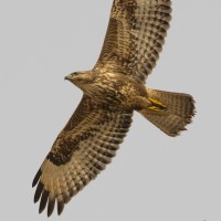 Steppe Buzzard